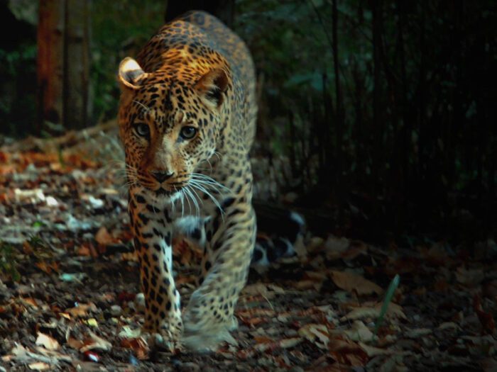 Bioparco di Roma, Safari night: appuntamenti notturni per scoprire gli animali