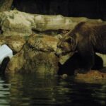 Madre getta la sua bambina nel recinto degli orsi allo zoo