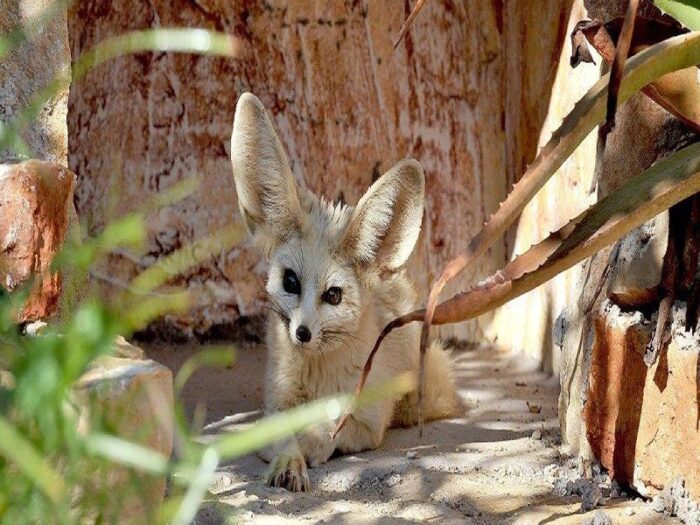 Bioparco di Roma, sono arrivate le Fennec: le volpi più piccole del mondo