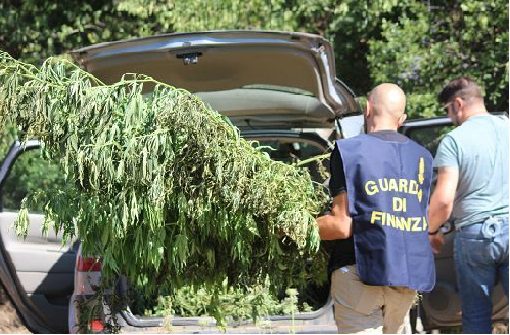 I militari della Compagnia della Guardia di Finanza di Colleferro hanno effettuato un sequestro di marijuana consistente in 35 chili. Sono state tratte in arresto due persone. I due soggetti, coniugi di 64 e 44 anni, sono stati arrestati per l'ipotesi di reato di "produzione, traffico e detenzione illecita di sostanze stupefacenti".