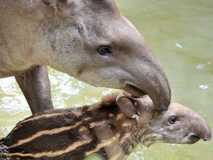 bioparco roma staffello tapiro sudamericano