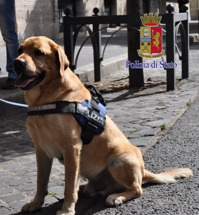 Frosinone. Ritrovate dosi di stupefacente grazie al fiuto del cane Odina