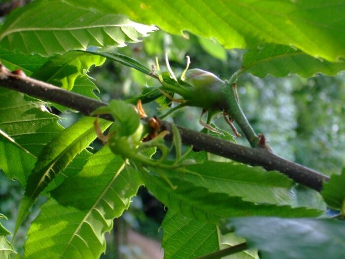 Rilascio di Turymus Sinensis a Carpineto Romano: è il predatore antagonista del Cinipide Galligeno del castagno