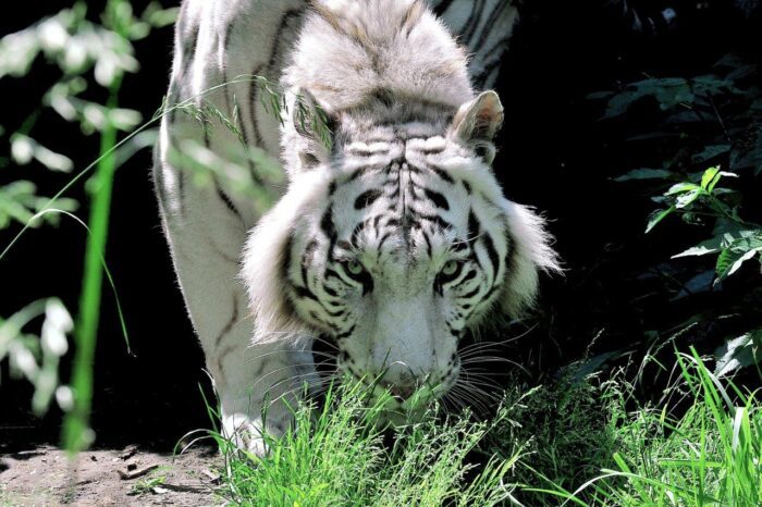 Al Bioparco di Roma arriva Gladio, la trigre del Bengala: domenica insieme alle tigri (FOTO)