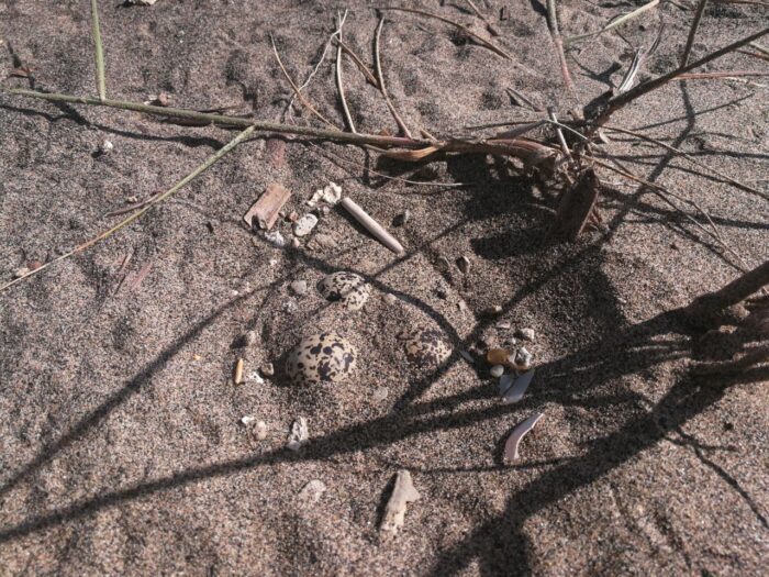 Ardea, trovati in spiaggia uova uccelli rari: al via campagna di salvaguardia del fratino