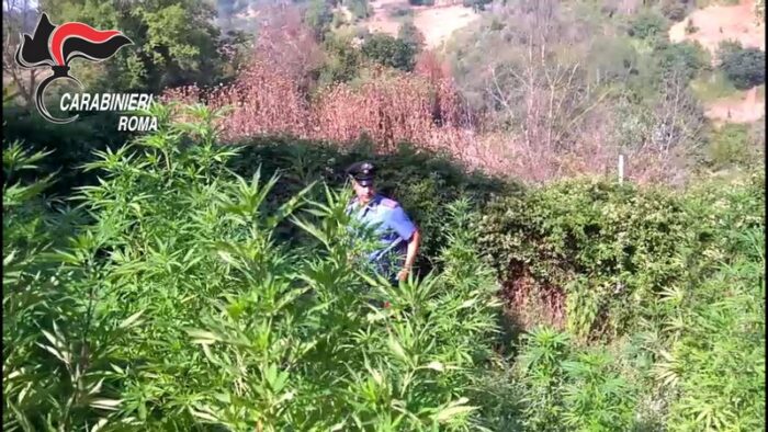 monterotondo marijuana civitella san paolo