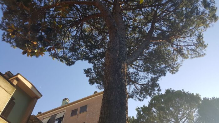 Colleferro, alberi considerati pericolosi in via dei Pioppi (FOTO)