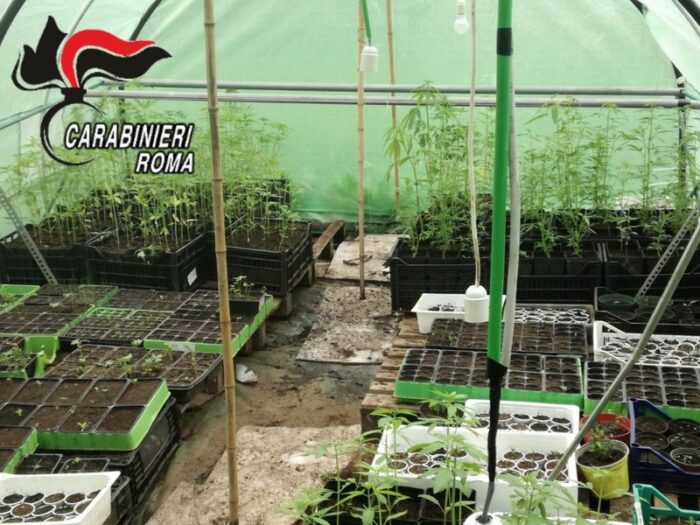 pomezia serra marijuana