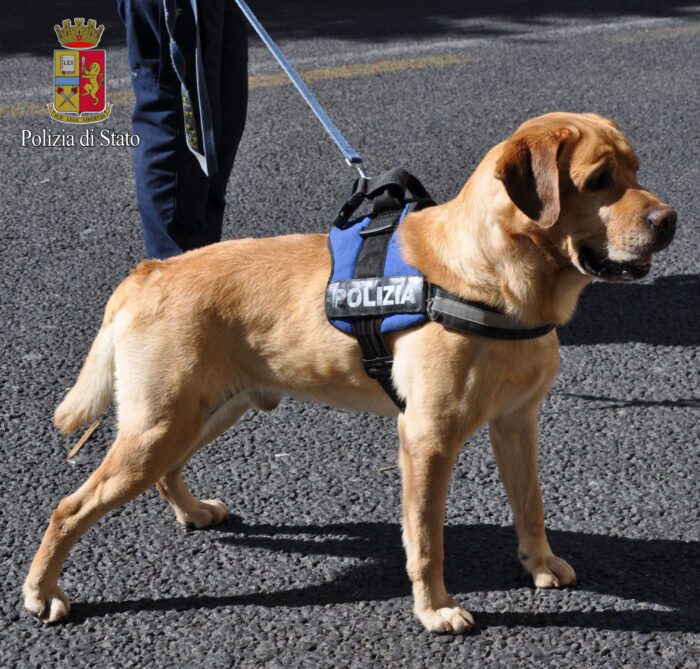 Frosinone, due denunce per porto di armi atte a offendere. Nei guai anche due persone a Sora grazie al fiuto del cane anti droga "Enduro"