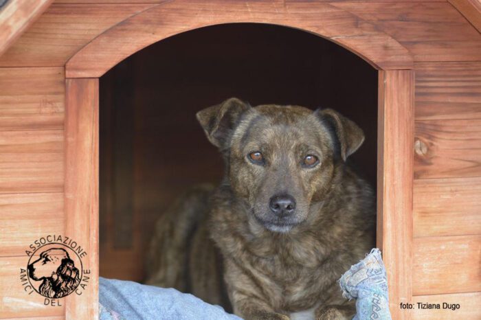 padrone muore cagnolina sola