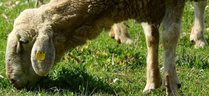 Campidoglio-Coldiretti: ecopascolo e conservazione della biodiversità