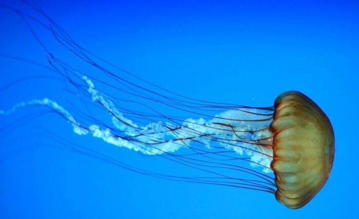 Le meduse Craspedacusta Sowerbii arrivano in un lago italiano: bisogna allarmarsi?