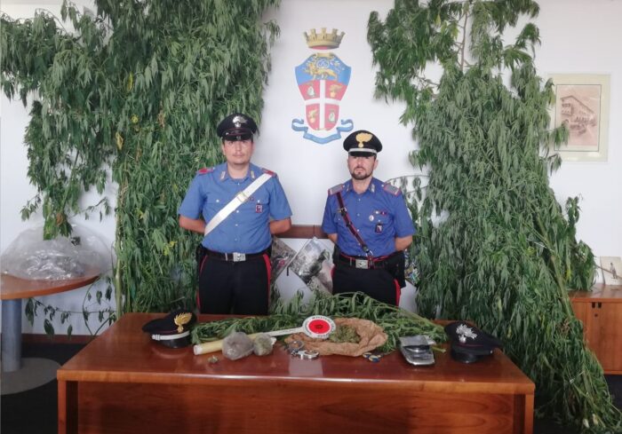 Lanuvio, piantagione illegale di marijuana scoperta nelle campagne: sequestrati 21 kg di droga e un arresto