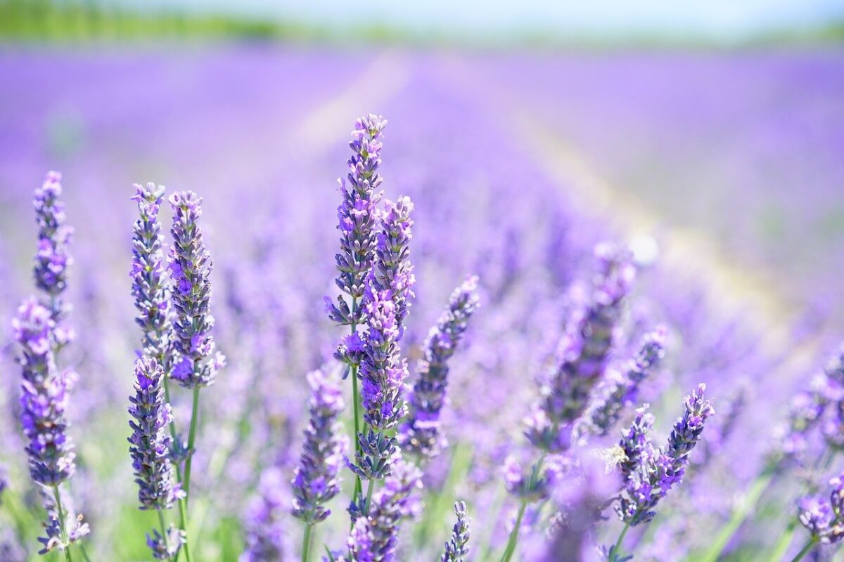 Potatura Della Lavanda Ecco Alcuni Consigli Utili