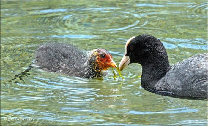 Una giornata al Lago di Canterno: il racconto di Fare Verde Gruppo Fiuggi Odv