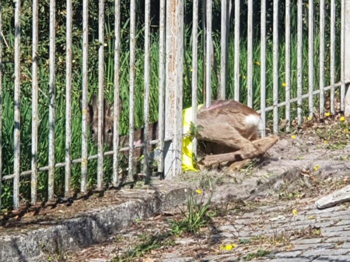 Colleferro, capriolo trovato in strada e aiutato: era rimasto incastrato tra ringhiere dei giardini di via Giotto