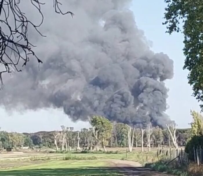 castel fusano incendio pineta