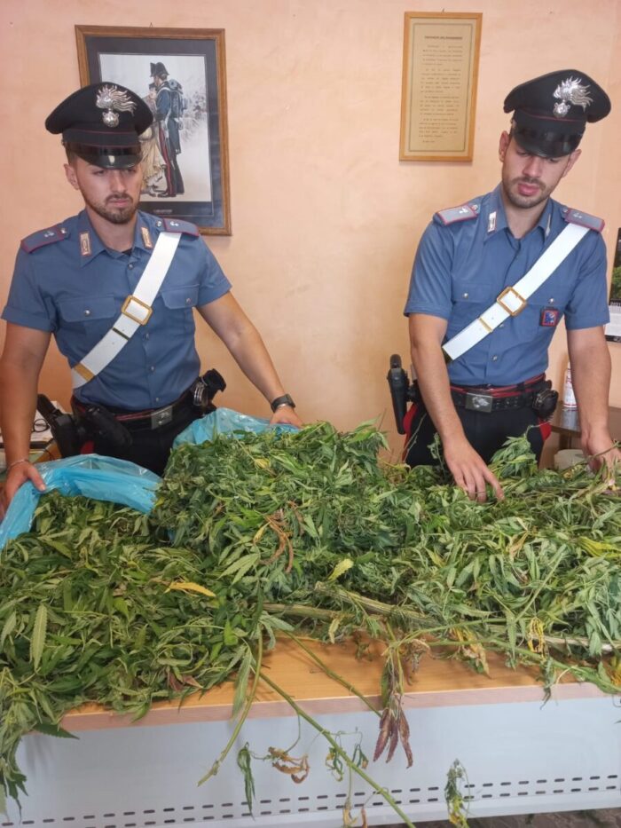 Colleferro denunciati sequestro marijuana Gavignano