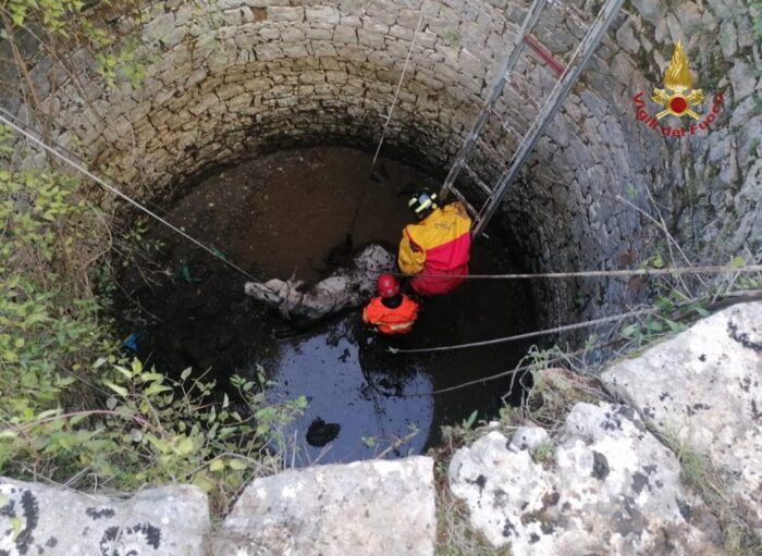 Vallecorsa, bovino scivola in un pozzo: salvato dai Vigili del Fuoco