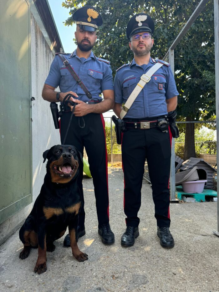 Roma salvato rottweiler abbandonato