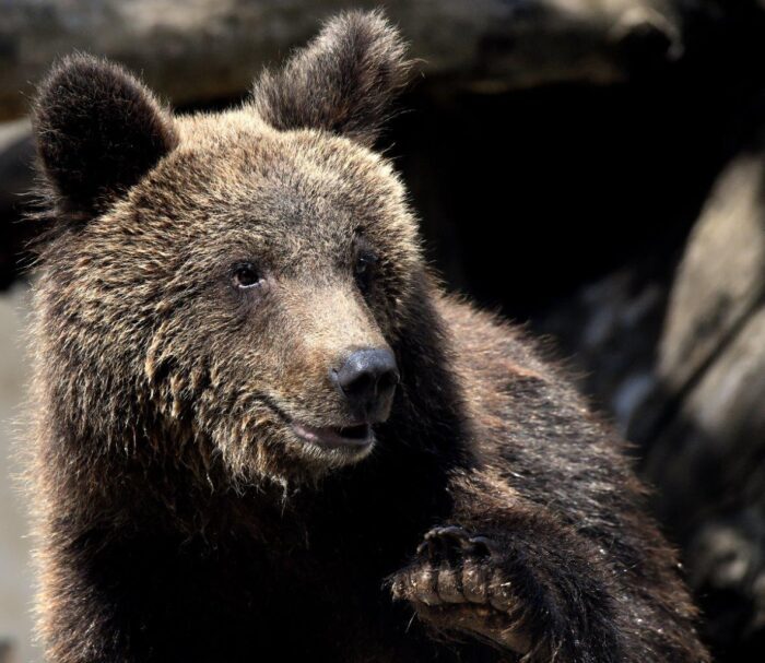 Dal Bioparco di Roma alla Baviera: il trasferimento dell'orso Kuma