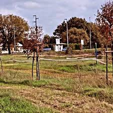 Il Comune ha appena ricevuto ingenti fondi per “accrescere il pregio ambientale e forestale nell’agro di Ceccano”, mentre continuano a seccarsi le piante a Passo del Cardinale e nella rinnovata Piazza Mancini, senza il minimo intervento dell’amministrazione comunale, senza una reale azione di contrasto al nulla cosmico da parte della minoranza consiliare, con conseguenze molto costose a livello ambientale, sanitario ed economico. Infatti, le aree verdi urbane rappresentano una risorsa fondamentale per la sostenibilità e la qualità della vita in città, ma possono migliorarne l'esistenza solo se non concepite come decoro ma come vera e propria infrastruttura strategica per la sostenibilità e la vita quotidiana dei cittadini. Gli spazi verdi possono contribuire a “curare i mali” che affliggono le città e i suoi abitanti poiché forniscono servizi ecosistemici importanti come lo stoccaggio di migliaia di tonnellate di carbonio, l’assorbimento di contaminanti, la pulizia dell’aria e la mitigazione delle temperature. Inoltre, il verde urbano: riduce i danni delle bombe d’acqua attraverso la de-impermeabilizzazione del suolo; mitiga gli effetti degli eventi estremi meteorologici; il deflusso delle acque piovane migliora l’infiltrazione, rimuove gli inquinanti, attenua gli effetti del grande aumento termico legato alla riduzione della circolazione dell’aria denominata “isola di calore” e riduce il consumo di aria condizionata; poi, creare infrastrutture verdi è strategico per abbattere l’inquinamento acustico e contribuisce a filtrare le acque, riducendo la diffusione degli inquinanti nei suoli e nei corsi d’acqua; spazi verdi di mitigazione e piante antismog riducono l’inquinamento atmosferico da particolato. A questo scopo, si potrebbe subito intervenire a Ceccano, a costo irrisorio, attraverso la creazione di parchi urbani (come si sarebbe potuto fare in Piazza Mancini), orti comunitari, piante antismog diffuse in città, spartitraffico verdi e “micro-foreste” in città (come quelle che si sarebbero potute creare a Passo del Cardinale e in Via Falcone); in realtà, sarebbe bastato destinare i fondi per l’operazione di greenwashing chiamata “Greenland” per migliorare i servizi comunali alle aree di verde urbano, impiegare meglio le risorse destinate alla “bonifica epocale” del Belvedere e scegliere oculatamente le piante da acquistare coi fondi del progetto regionale “OSSIGENO”, e piantumarle nelle zone cittadine adatte, per vedere già realizzato quanto qui esposto. E ci auguriamo che almeno il recente finanziamento venga ben impiegato. L’indiscutibile ruolo positivo svolto dal verde urbano dipende dalla struttura, dalla composizione e dalla distribuzione della vegetazione, e dai criteri pianificatori e gestionali adottati per ottenerne i benefici. Il verde urbano, in quanto complesso risultato dell’azione cumulativa ed equilibrata di una serie di fattori, presuppone l’applicazione di alcuni parametri irrinunciabili: una scelta oculata e competente del materiale di piantagione, ad elevato potenziale (quota d’inquinanti rimossi dalla vegetazione, % miglioramento della qualità dell’aria, effetto sull’efficienza energetica nella zona, etc.) ma anche di tecniche colturali che influiscono sul miglioramento della struttura, ne aumentano la disponibilità idrica e l’attività microbica utile del terreno, ovvero le premesse tecnico-agronomiche per assicurare la riuscita dell’impianto. Perciò, è fondamentale realizzare un piano di manutenzione del verde insieme a un adeguato piano annuale di gestione e monitoraggio, per evitare che piccoli o grandi investimenti finiscano con la morte delle piante. Piantare alberi è un’azione fondamentale ma non sufficiente. È cruciale pianificare la sopravvivenza di questi alberi. Per farlo serve una selezione accurata delle specie da piantare, adatte alle condizioni locali di clima, suolo e disponibilità d’acqua, oltre che resistenti alle minacce ambientali. È fondamentale evitare le monocolture, scegliendo una molteplicità di specie in grado di aumentare la resilienza degli ecosistemi a malattie e parassiti. Infine, serve un accurato piano di monitoraggio, per valutare crescita e sopravvivenza delle piante, e di gestione. Soprattutto all’inizio le piante hanno bisogno di cure adeguate, come irrigazione e protezione contro gli animali. È una visione a lungo termine che spesso manca nelle iniziative di riforestazione, iniziative che a Ceccano sono state recentemente usate solo come spot elettorali. Difatti, in assenza di cura, oltre allo spreco di fondi economici si rischia di causare un danno ambientale diretto: i progetti di riforestazione hanno un impatto iniziale di emissione di carbonio, che con la morte dopo poco tempo delle piante non verrebbe compensato, perché la morte stessa delle piante produce il rilascio del carbonio già immagazzinato con un impatto negativo per sostenibilità ambientale e salute pubblica. A Ceccano, ridateci ossigeno: il tempo per dare vita a un’idea alternativa di città è ora, il futuro comincia adesso! Collettivo Ceccano 2030