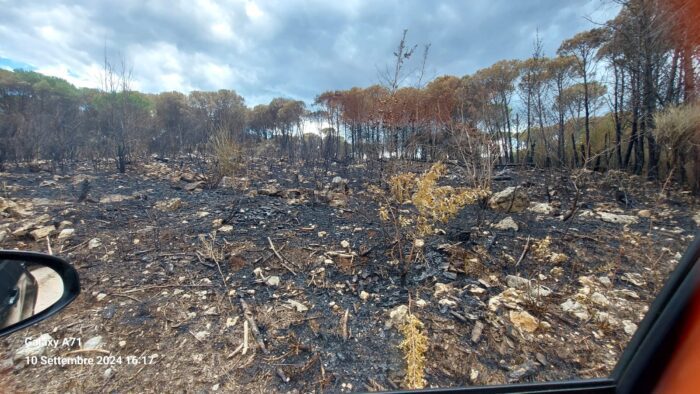 Pineta Morroni, Fare Verde Provincia di Frosinone: "Scomunica per i piromani"